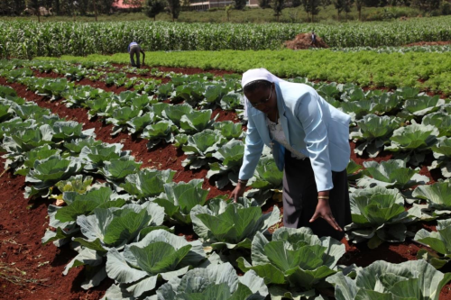 Sr. Susan is project director of a 70-acre farm.
