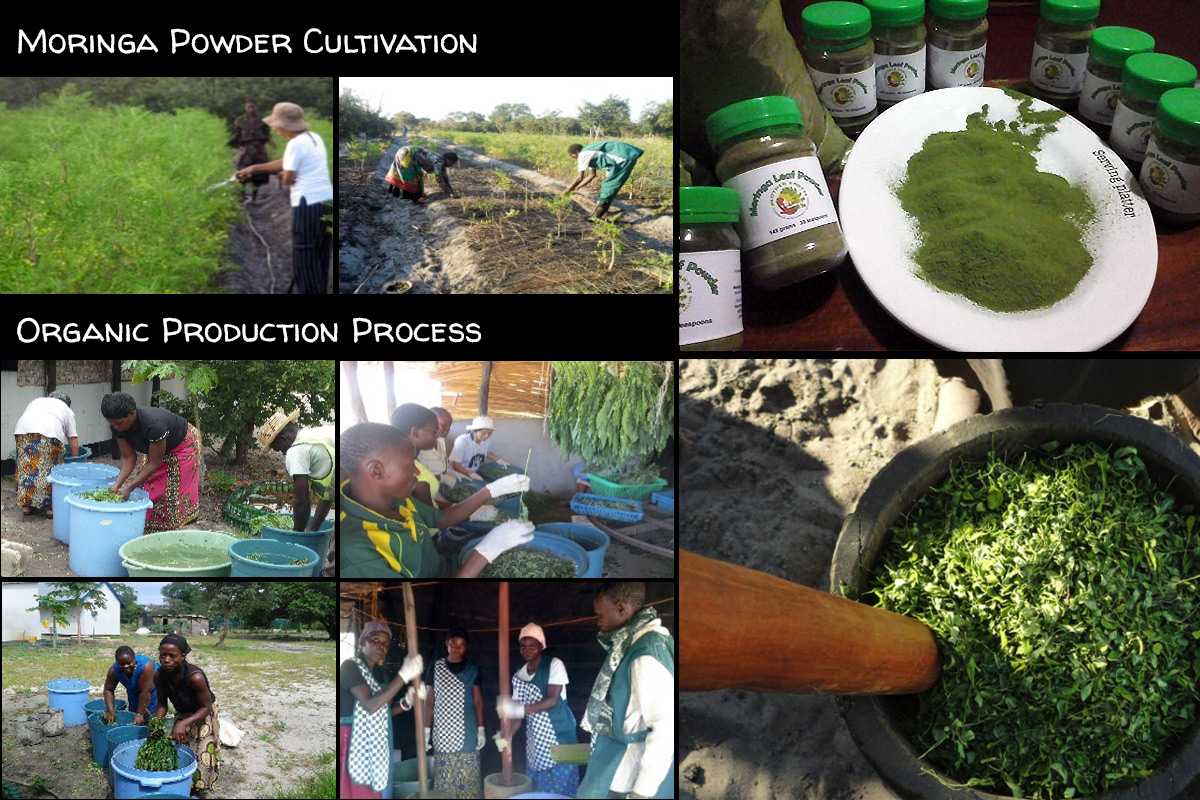 Cultivation and processing of Moringa powder at Mother Earth Centre in Mongu, Zambia
