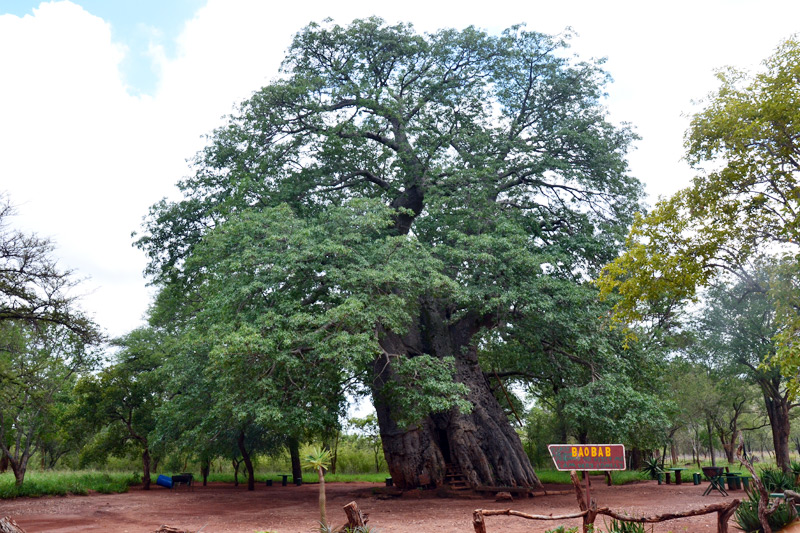 The oldest known tree in Africa is the baobab (Adansonia digitata) west of Gravelotte