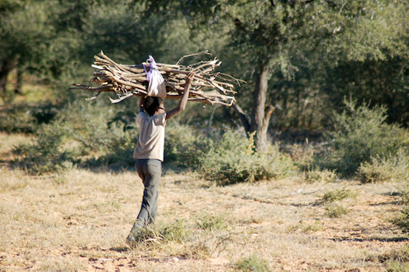 Forests can be used for lumbering, which can provide income to that country.