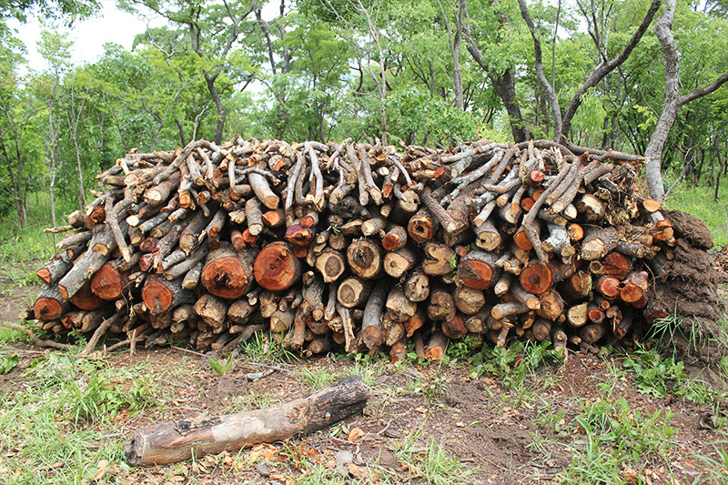 Deforestation is affecting Africa at twice the world rate.