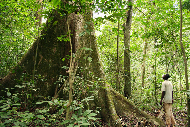 The Central African country of Gabon is known for its biodiverse rainforests.