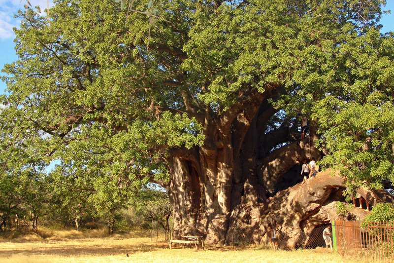 The Sagole Baobab is known as the largest tree baobab tree in South Africa